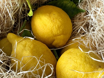 Citron de Menton