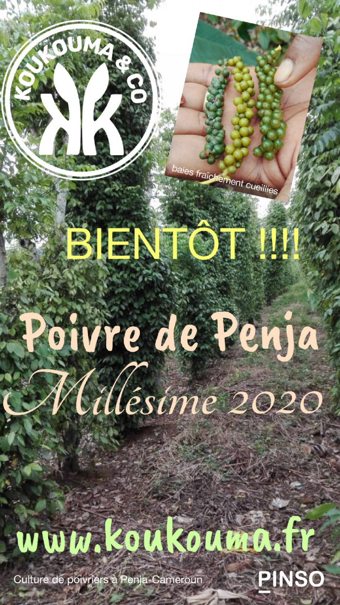 Poivre de Penja