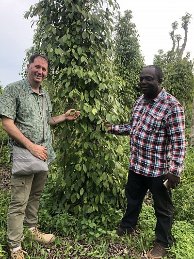 plantation de poivriers à Penja