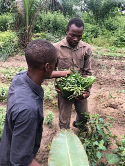 la récolte du messep avec les jeunes du village